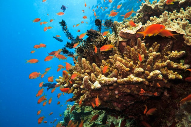 I coralli: i nuovi possibili sequestratori di CO2